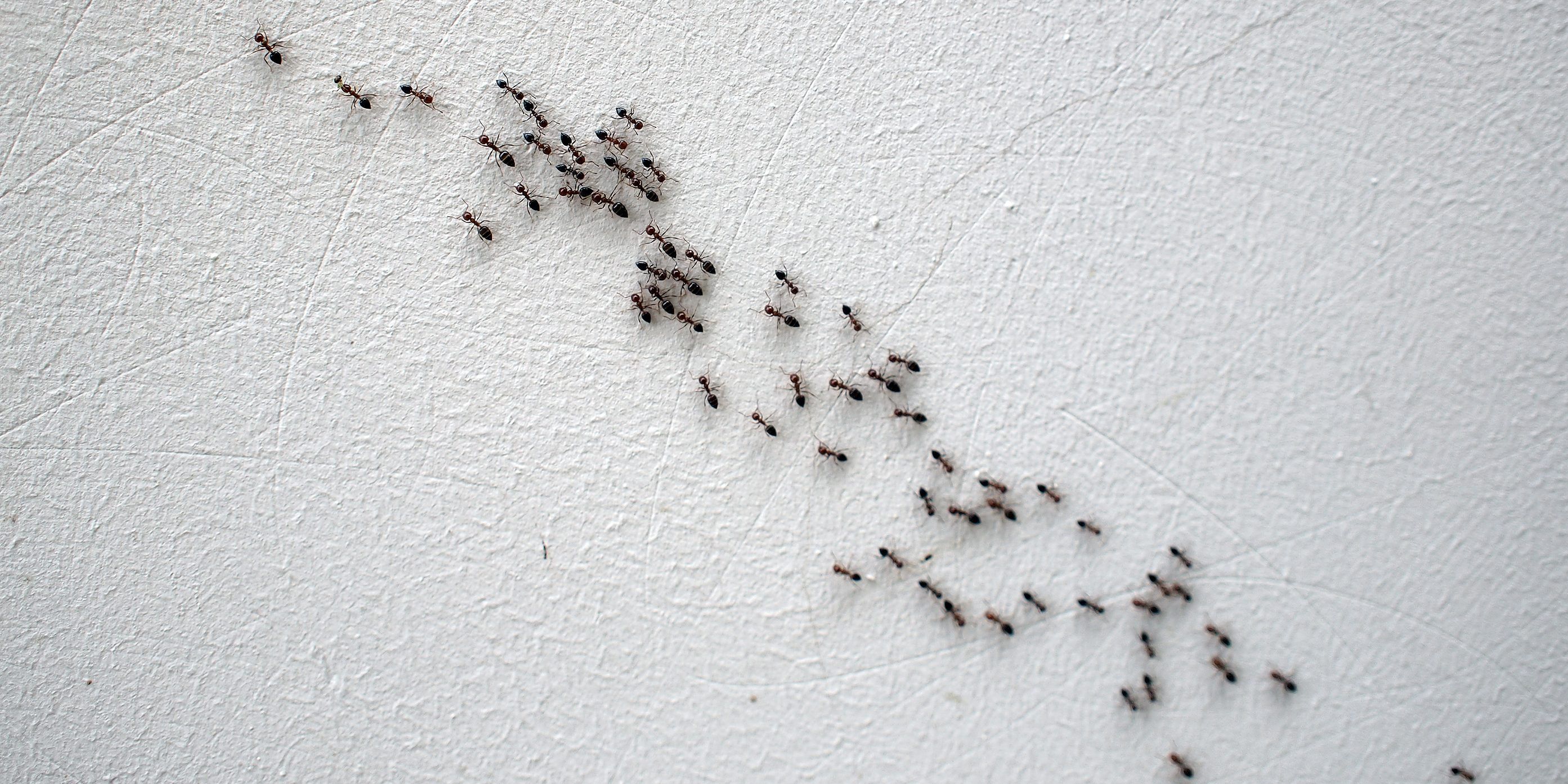 ant infestation in living room