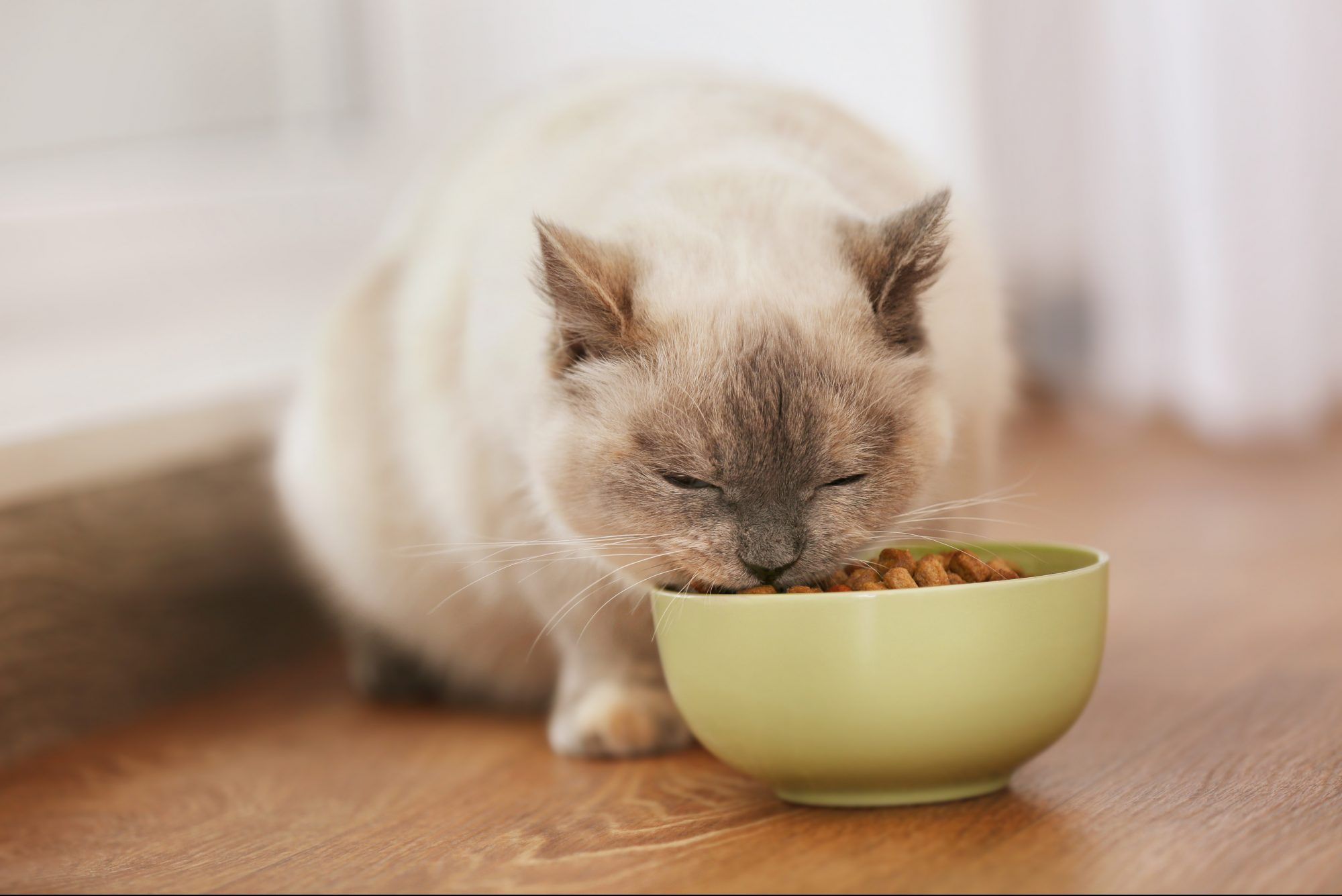 The Best Dry Cat Food of 2020 — ReviewThis