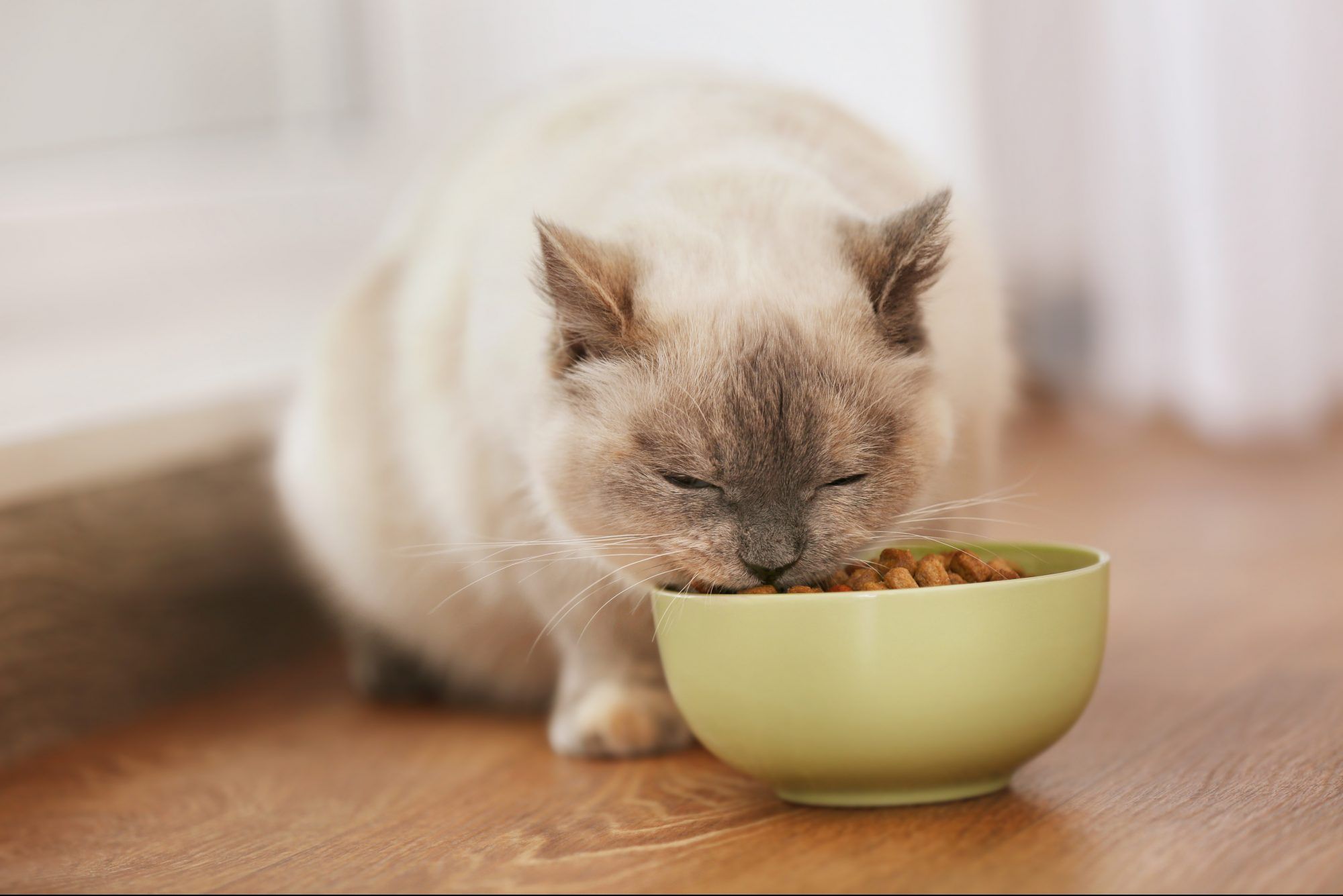 Cats Eat Dry Cereal