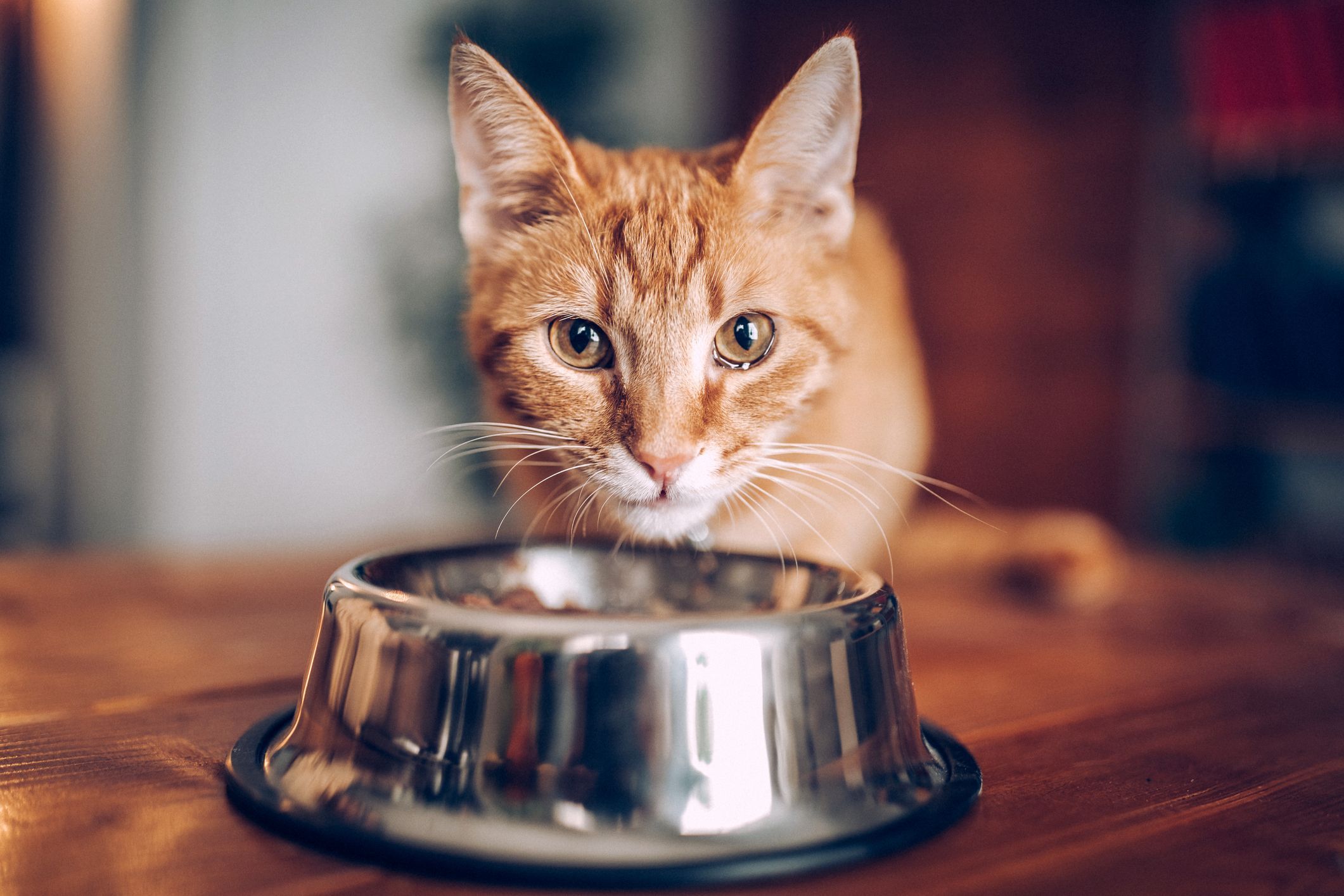 Wet Cat Food Types: Which Is Best for Your Cat? | ReviewThis