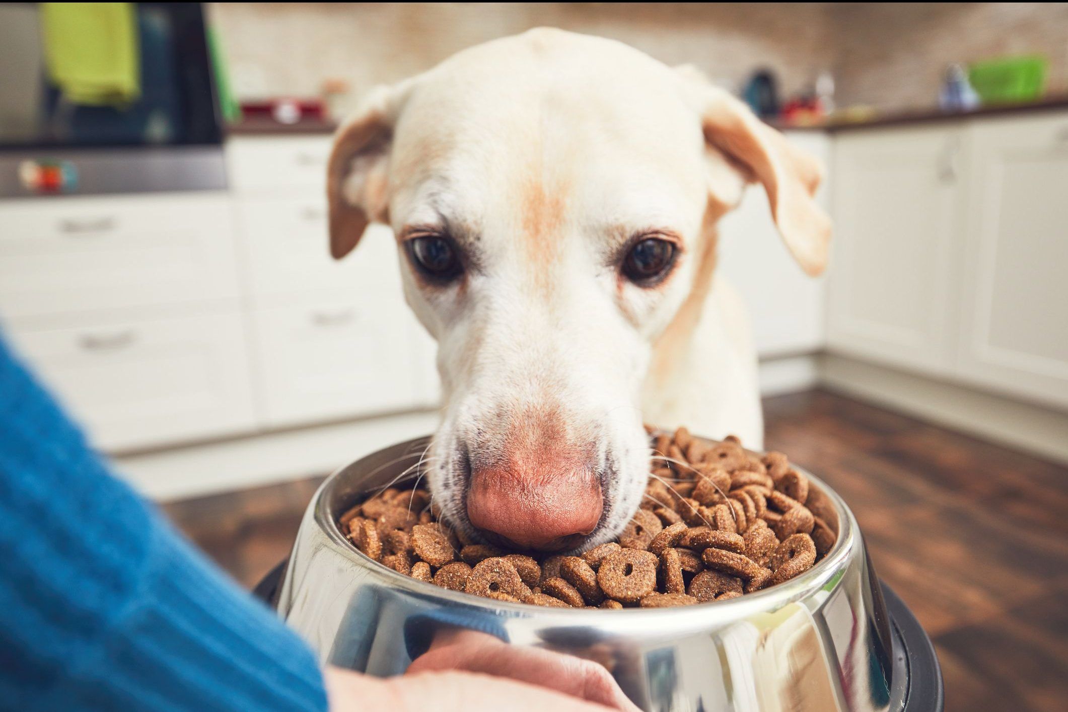 How to Store Dry Dog Food Correctly to Keep It Usable and