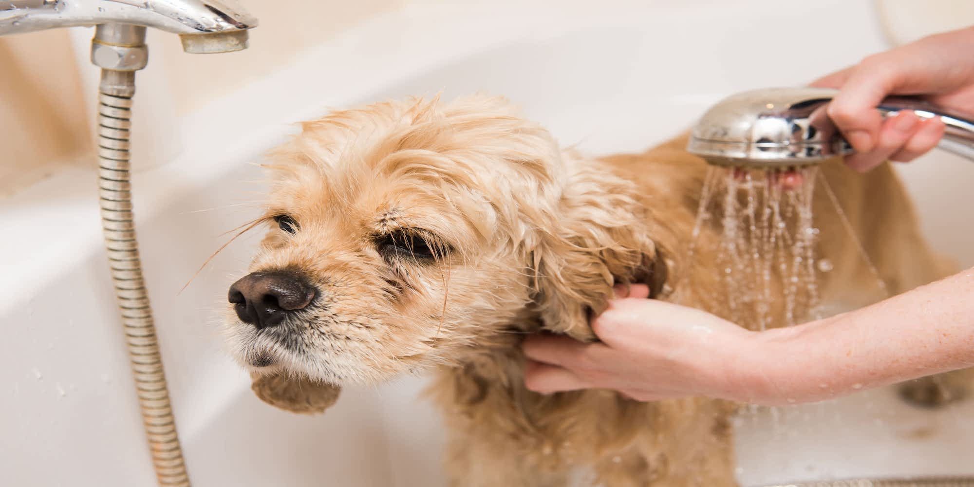 visit bath with a dog